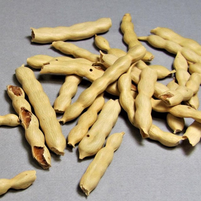 Mature mesquite beans