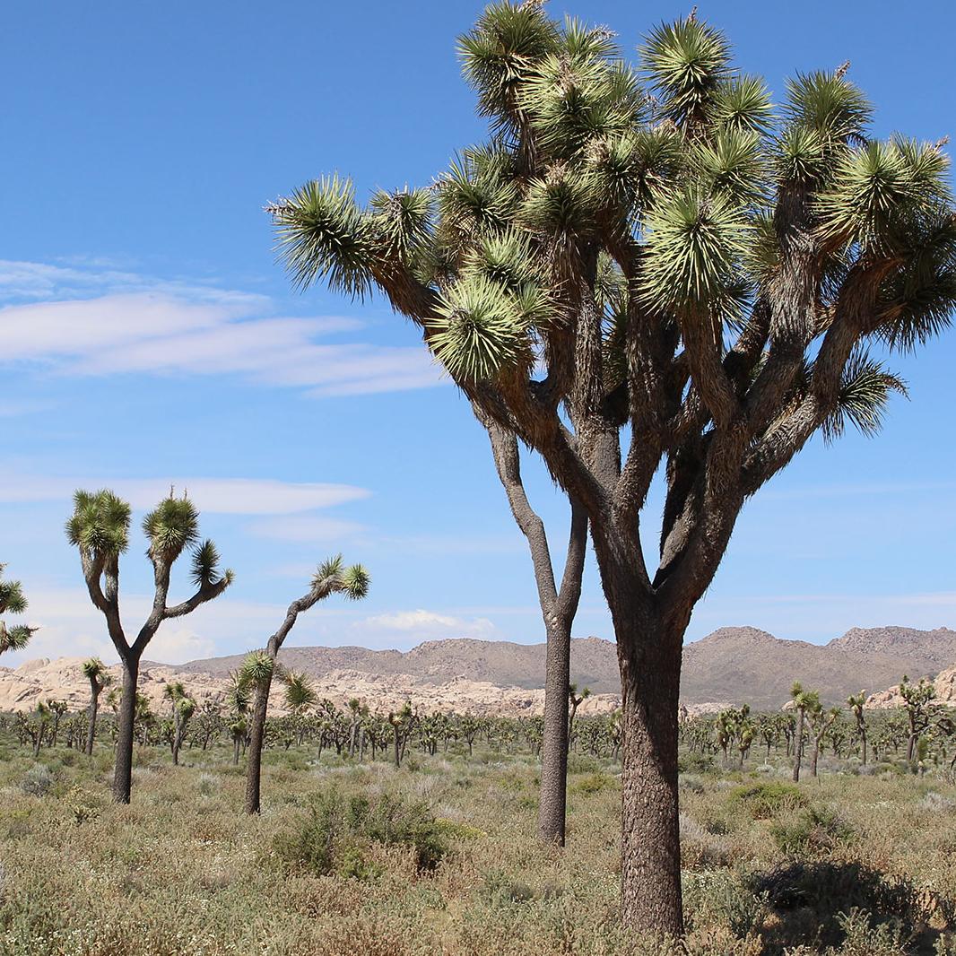 Joshua Tree