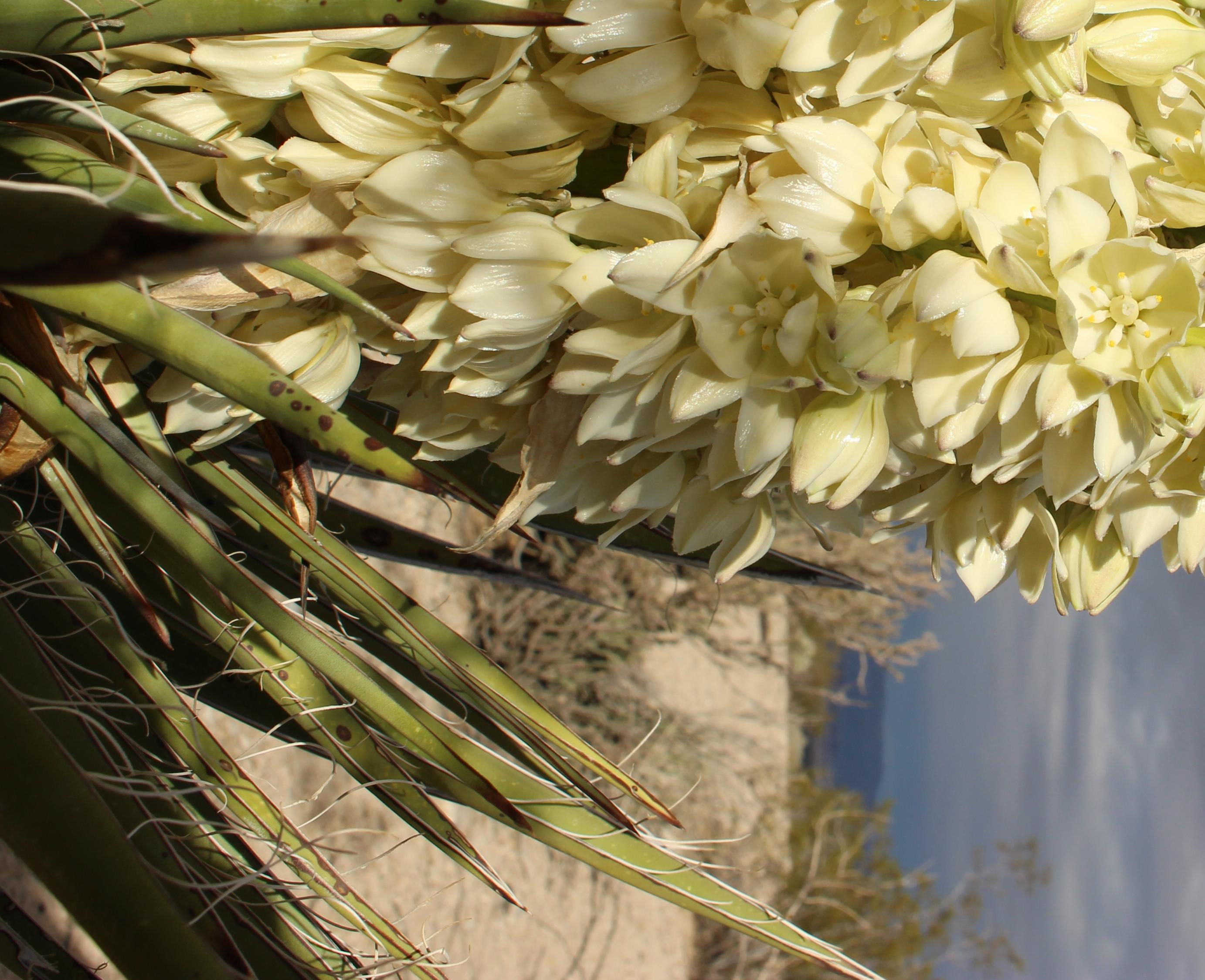 Mojave Yucca Bloom
