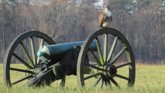 A red-tailed hawk on sitting on a cannon carriage