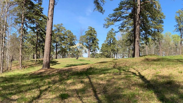 A small tree with white buds surrounded by tall green trees.