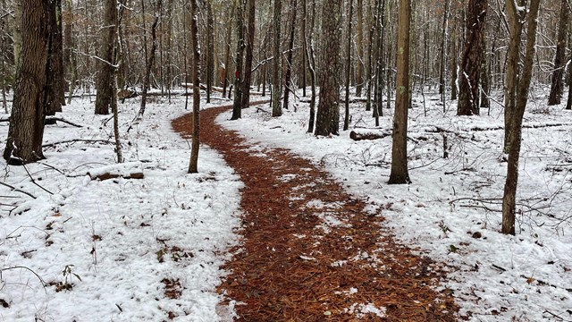 Snow covered ground as a pine needle covered trail cuts through a forest of leafless trees.