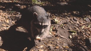 A raccoon forages for food.