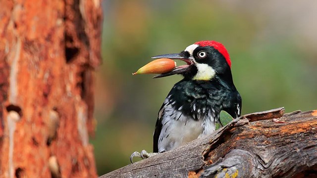 A colorful woodpecker is sitting on a branch with an acorn in it's mouth. 