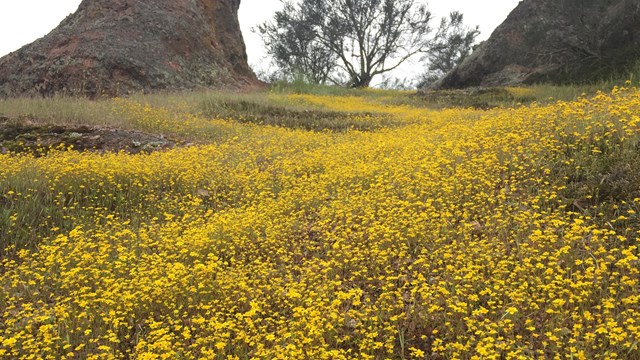 A field of yellow wildflowers and two tree trunks. 