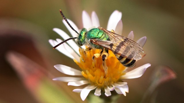 Close of up a metallic green sweat bee perched on a flower.