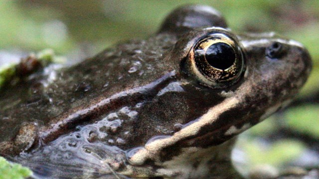 A California Red-legged Frog rests in a stream among floating Mosquito Fern
