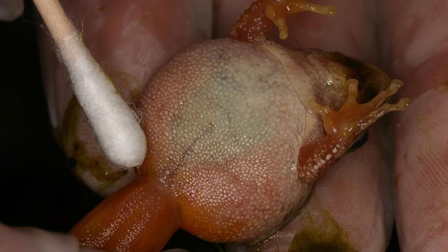 Close of of frog belly being swabbed by a cotton ball.