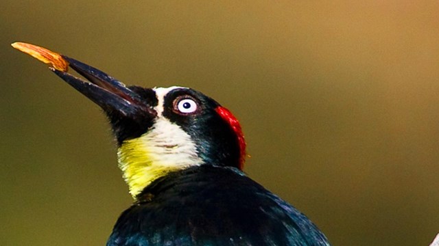 Close up on face of acorn woodpecker, with long arc of a beak, yellow throat, and black body.