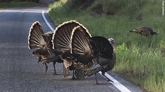 Wild turkeys cross the road.