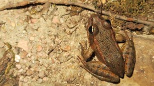 The Red Legged Frogs