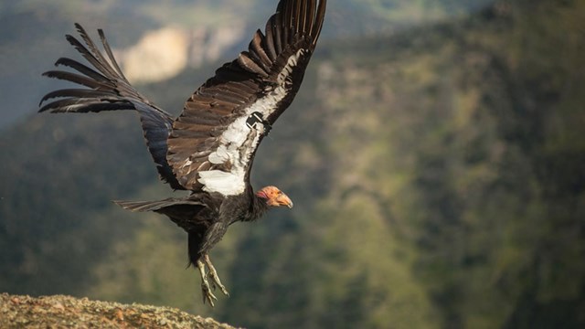Condor spreads its wings and takes flight from a rock at Pinnacles National Park.