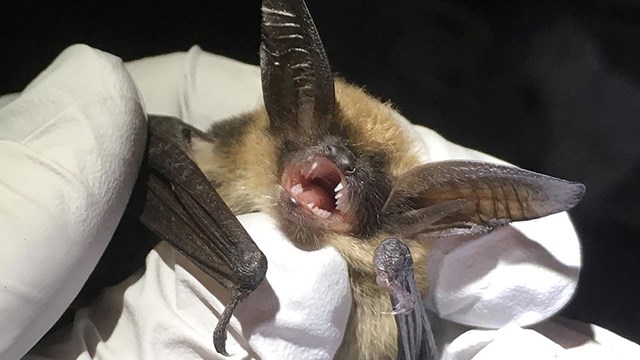 Close up of bat in the white-gloved hands of a biologist.