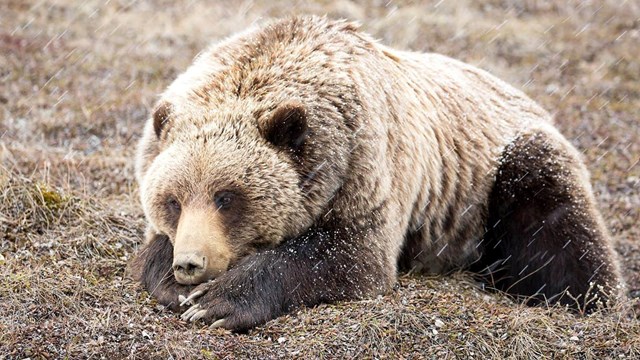 A grizzly bear at Denali.