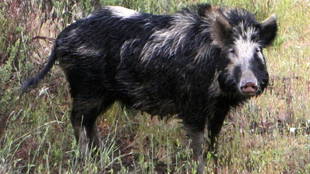 A furry wild pig among grasses.