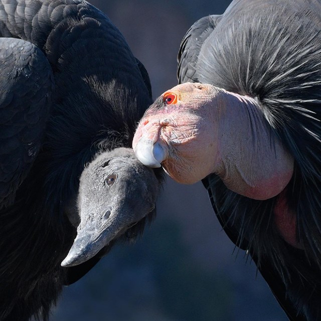 Two condors close up.