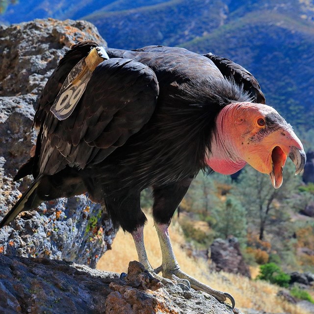 Condor with beak open.
