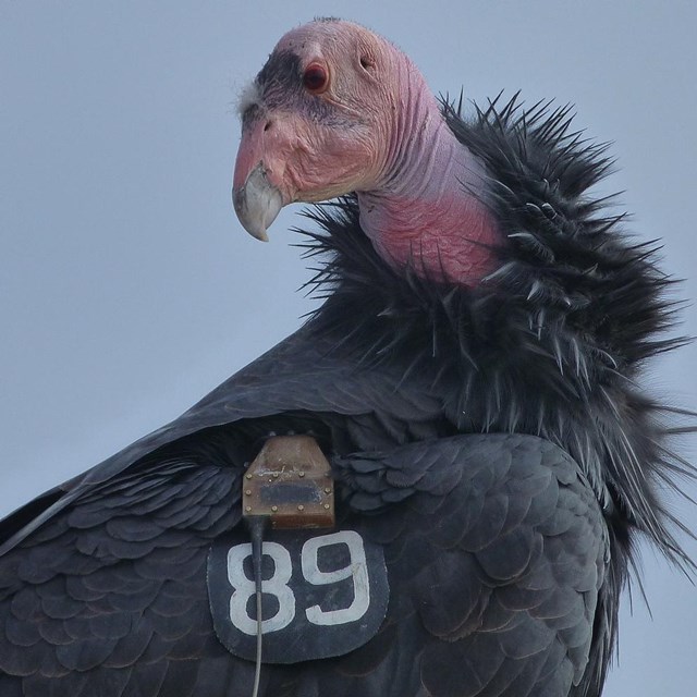Condors with black tags on their wings
