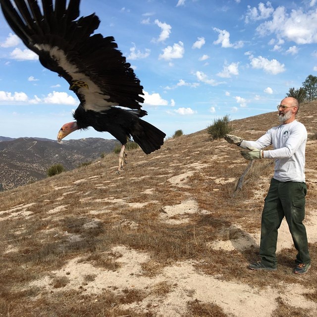 Condor biologist releases a condor after its checkup.