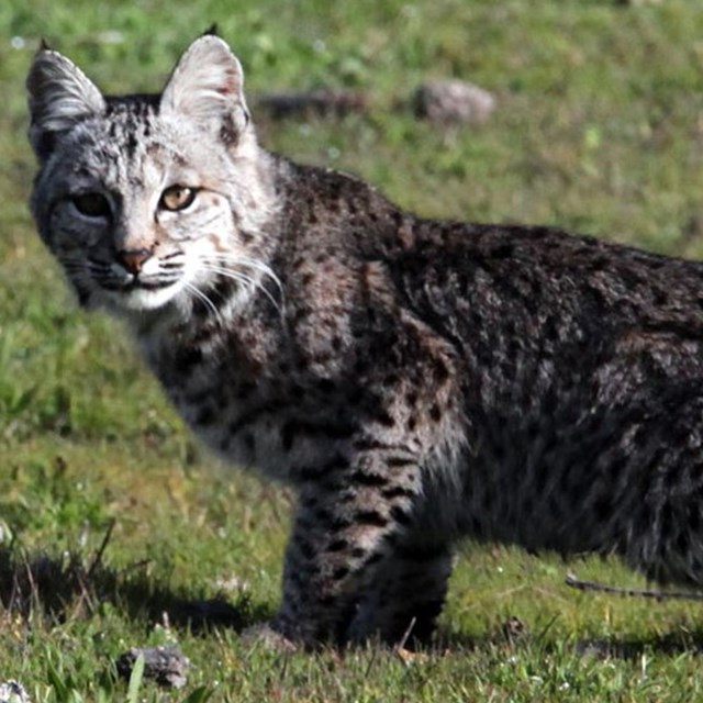 A bobcat prowls on green grass.