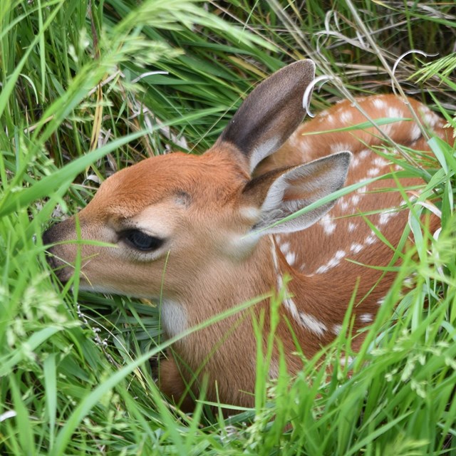 Fawn laying in the grass