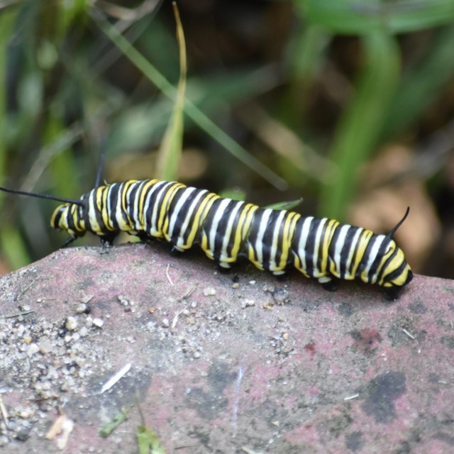 Monarch caterpillar on a rock