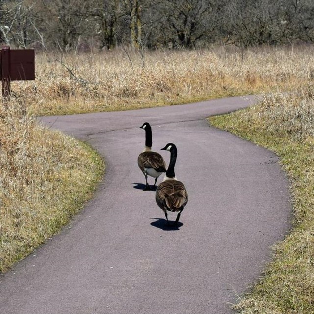 2 geese walking on a trail