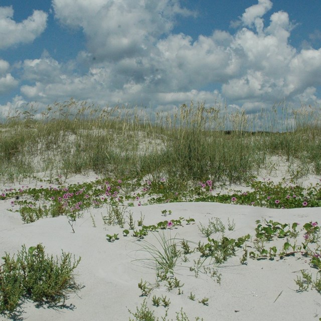 sand dunes with grasses and wildflowers in them