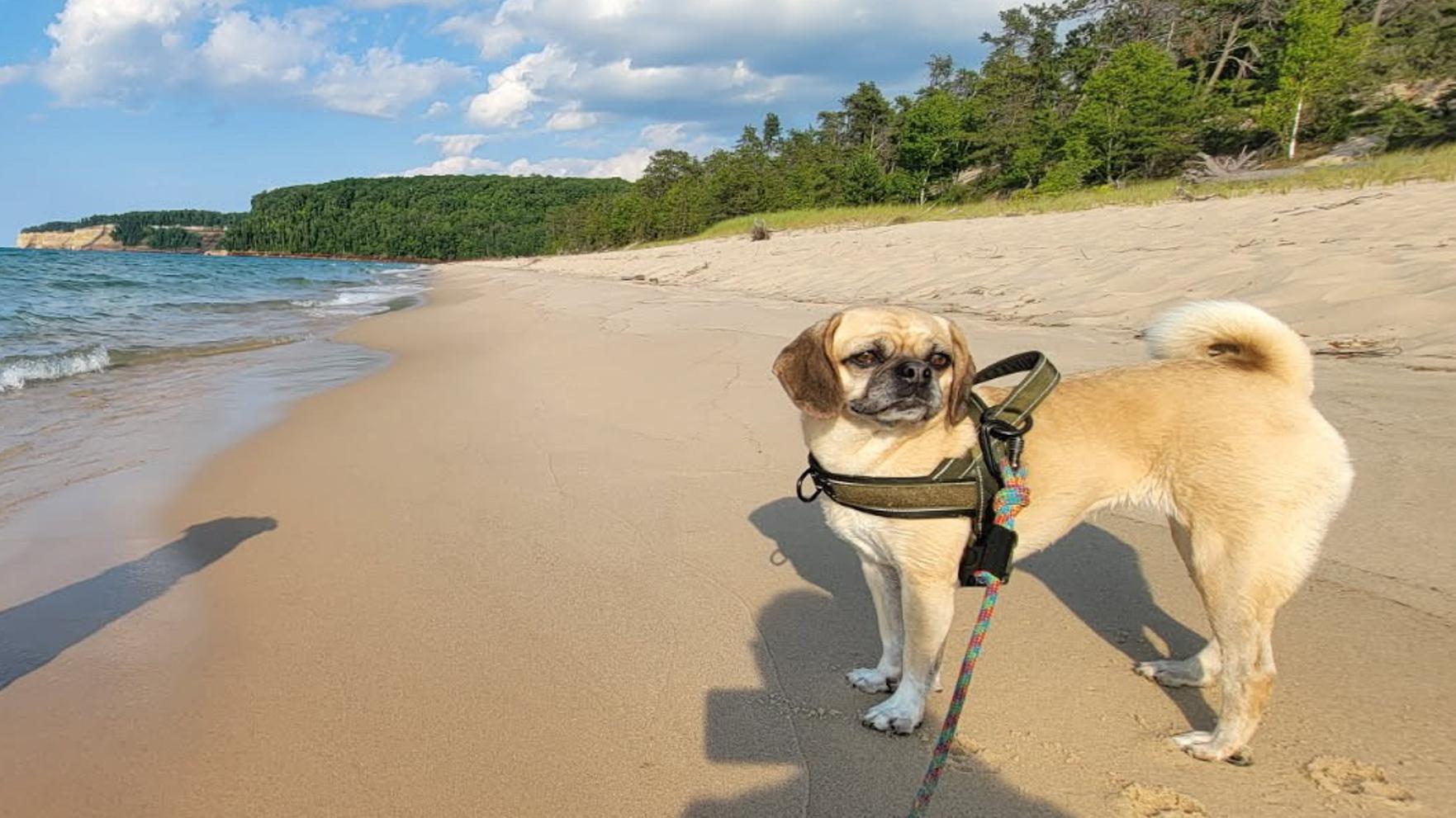 Two leashed dogs on Miners Beach