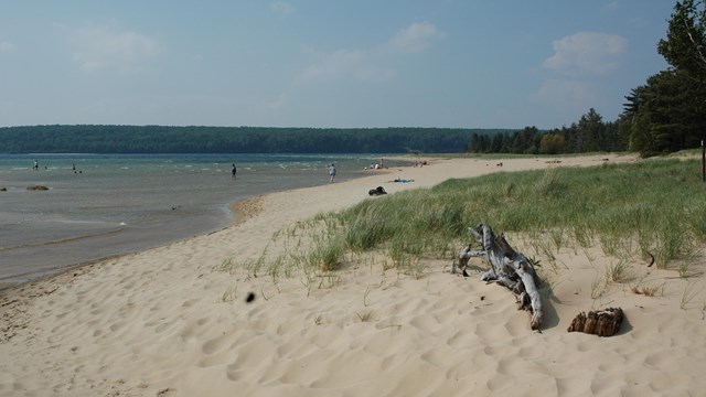 A view looking down a beach on a sunny day. There is driftwood and grass in the foreground.