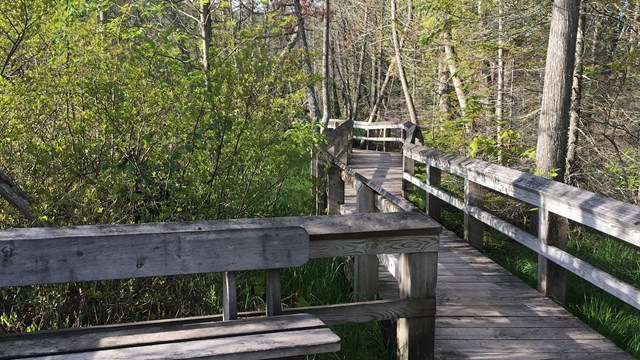 A boardwalk going through trees with green leaves.