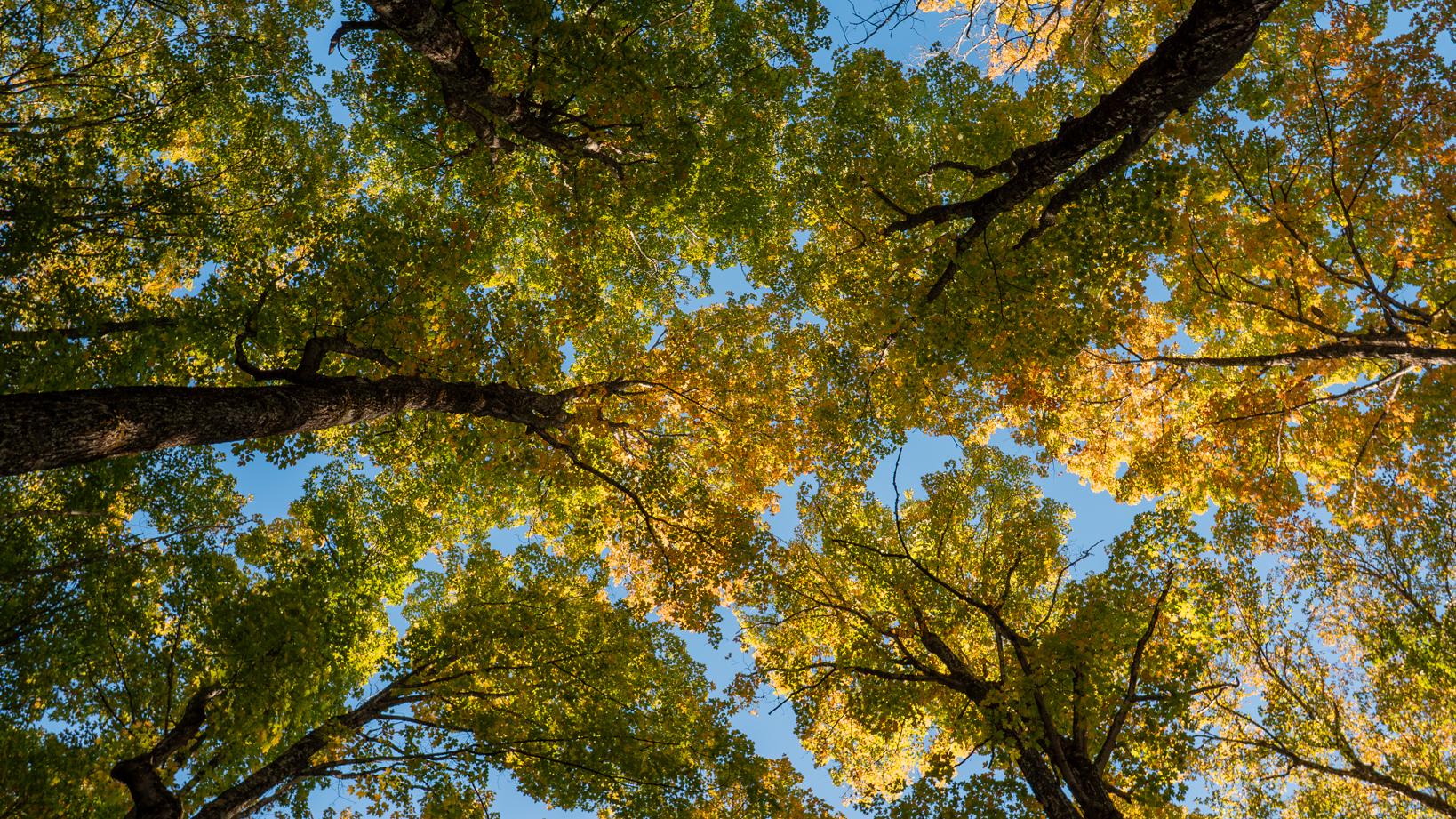 Viewing upwards at green and yellow foliage against a clear blue sky.