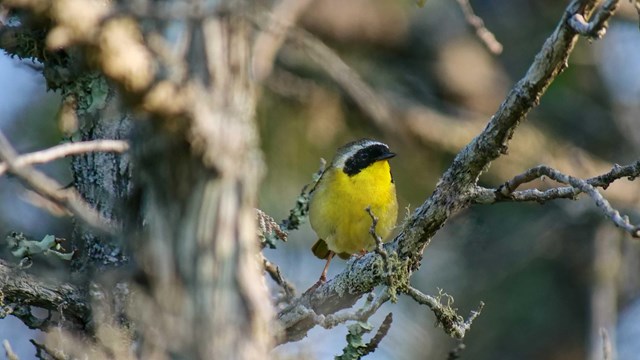 A small yellow and black bird is perched in a tree