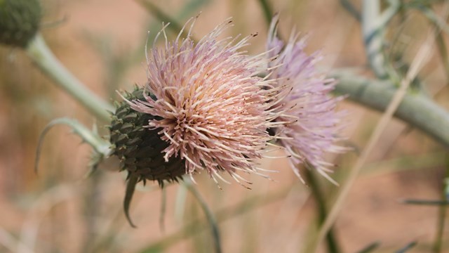 A dusty pink thistle pops out of the sand