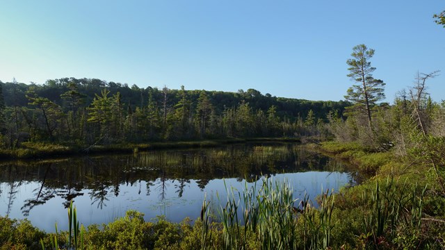 A wetland pond reflects surrounding trees on a clear morning
