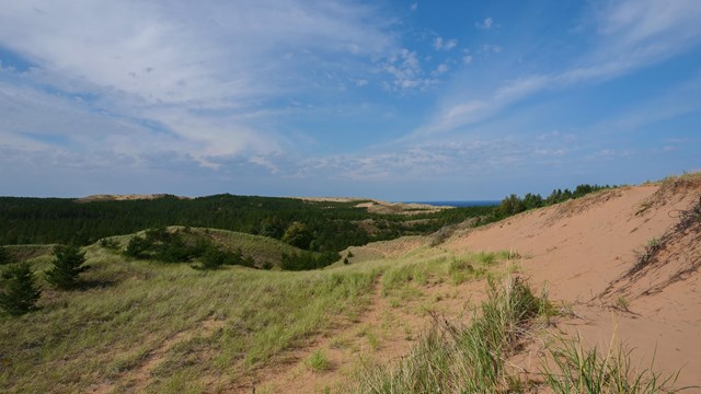 Forested sand dunes stretch towards the horizon on a sunny day