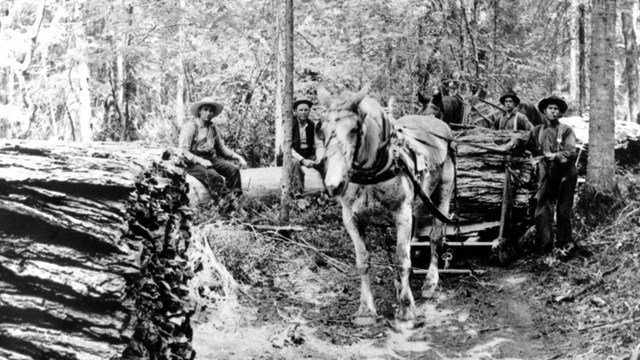 A historic photo of several men standing around piles of logs.