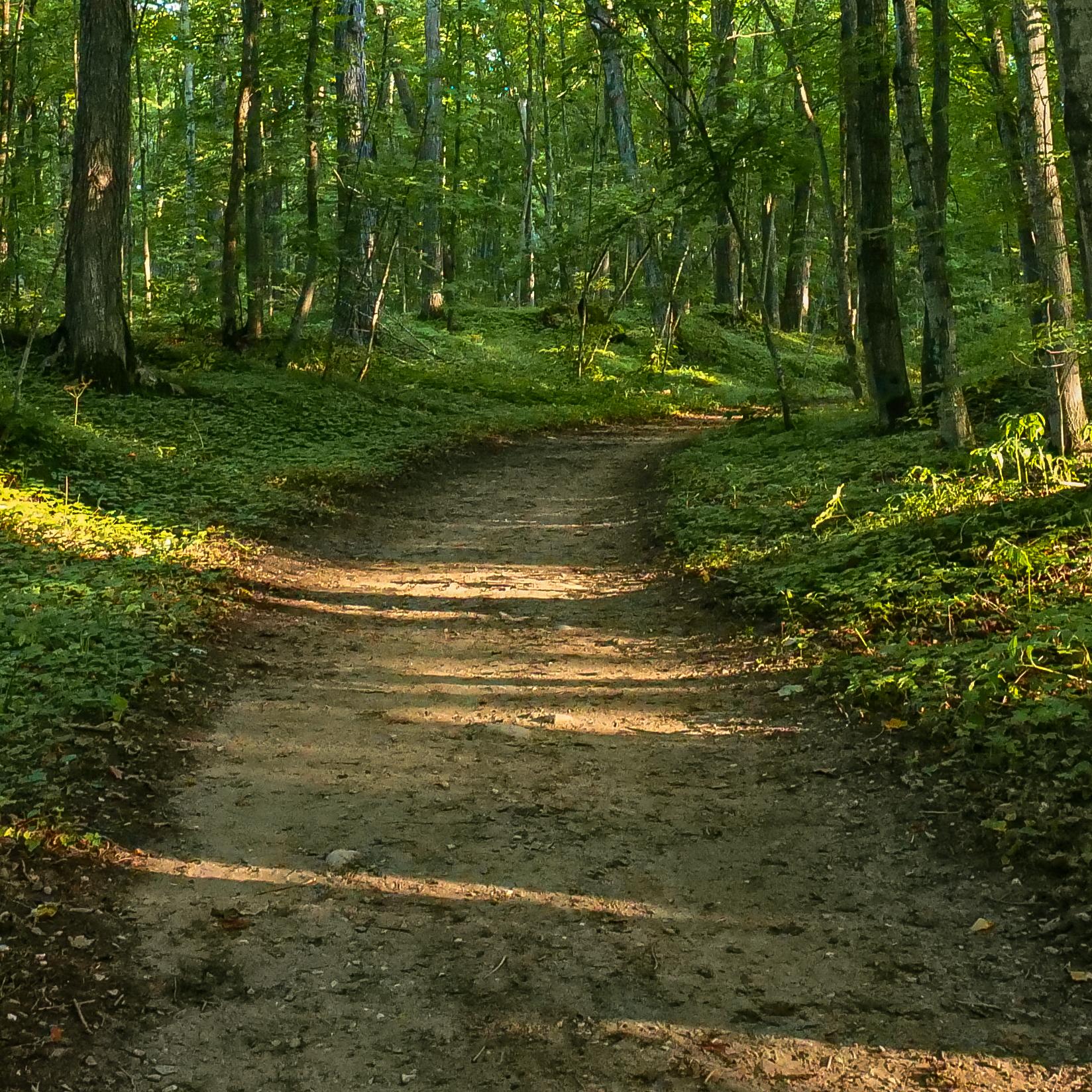 A lush green forest on either side of a dirt trail.