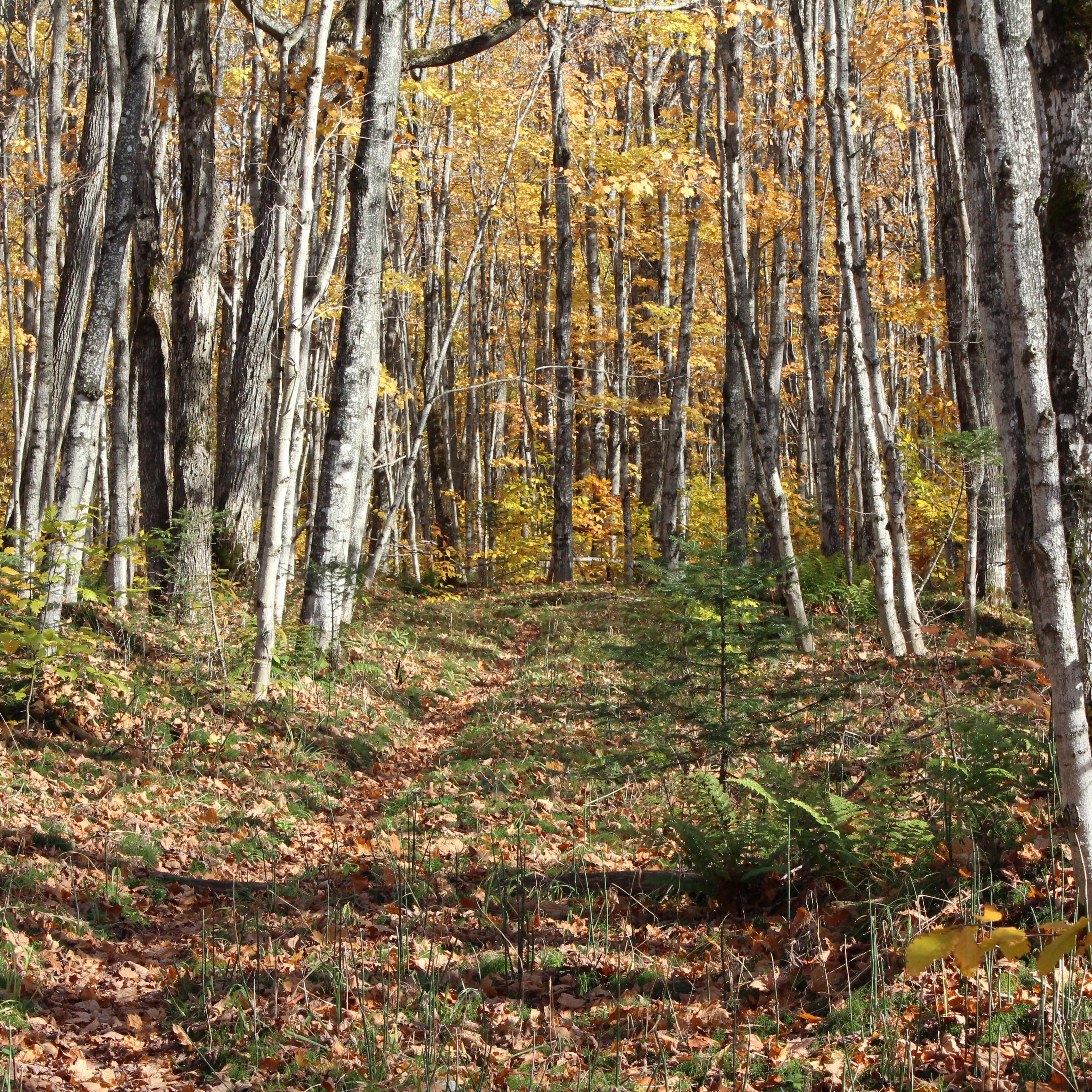 Fall scene of colors in the woods along a trail