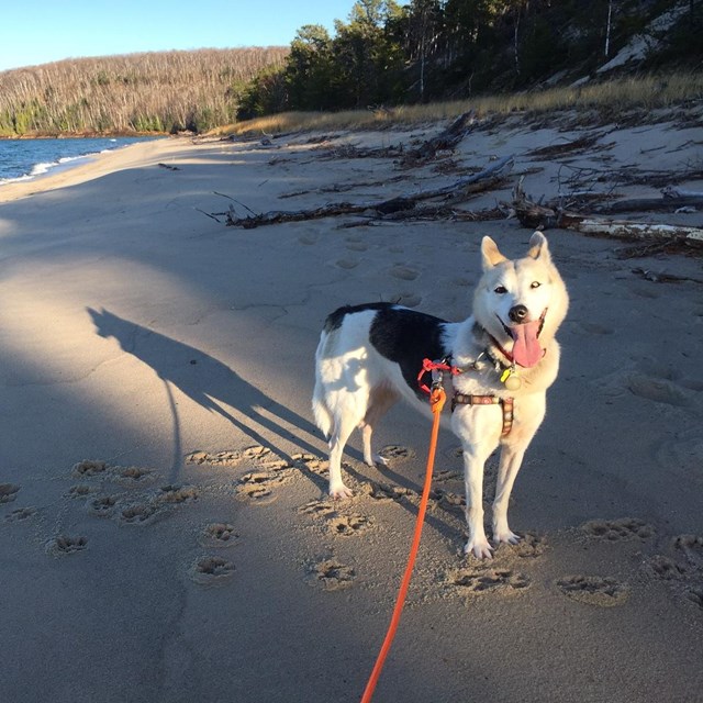 Dog on leash on Miner's Beach
