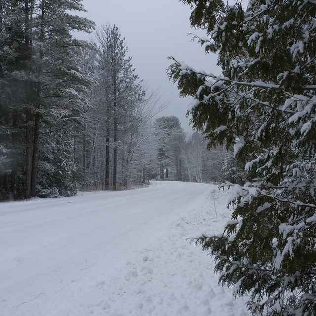 A snowy road surrounded by pine trees