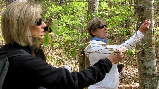 Three women studying buds on trees in forest