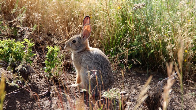 A rabbit sits, with ears erect, in shrubs and grass.