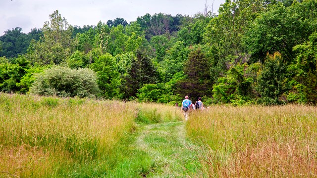 A group of people walking on a trail through a meadow. 