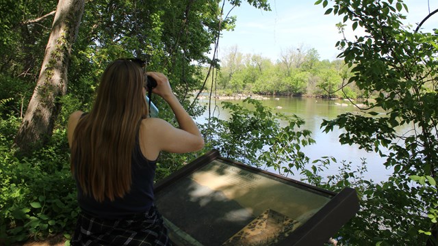 Person looks through binoculars at a nest high in a tree across a river 
