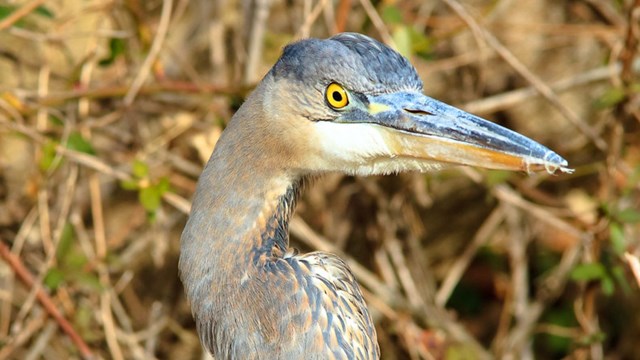 Large, blue and gray heron zoomed all the way into the face and neck