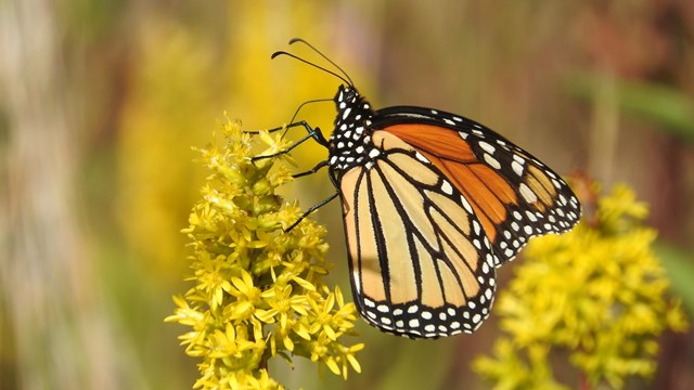 Monarch butterfly with bright orange wings, black veins, and white spots perched on a yellow flower.