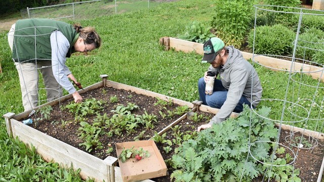 Two people crouched down pulling weeds and tending a garden bed.