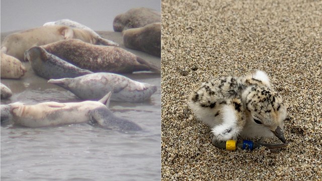 Two images: On the left, harbor seals hauled out on a sand bar; on the right, a snowy plover chick.