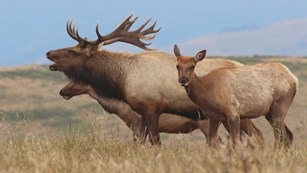 A bull tule elk flanked by two female elk.